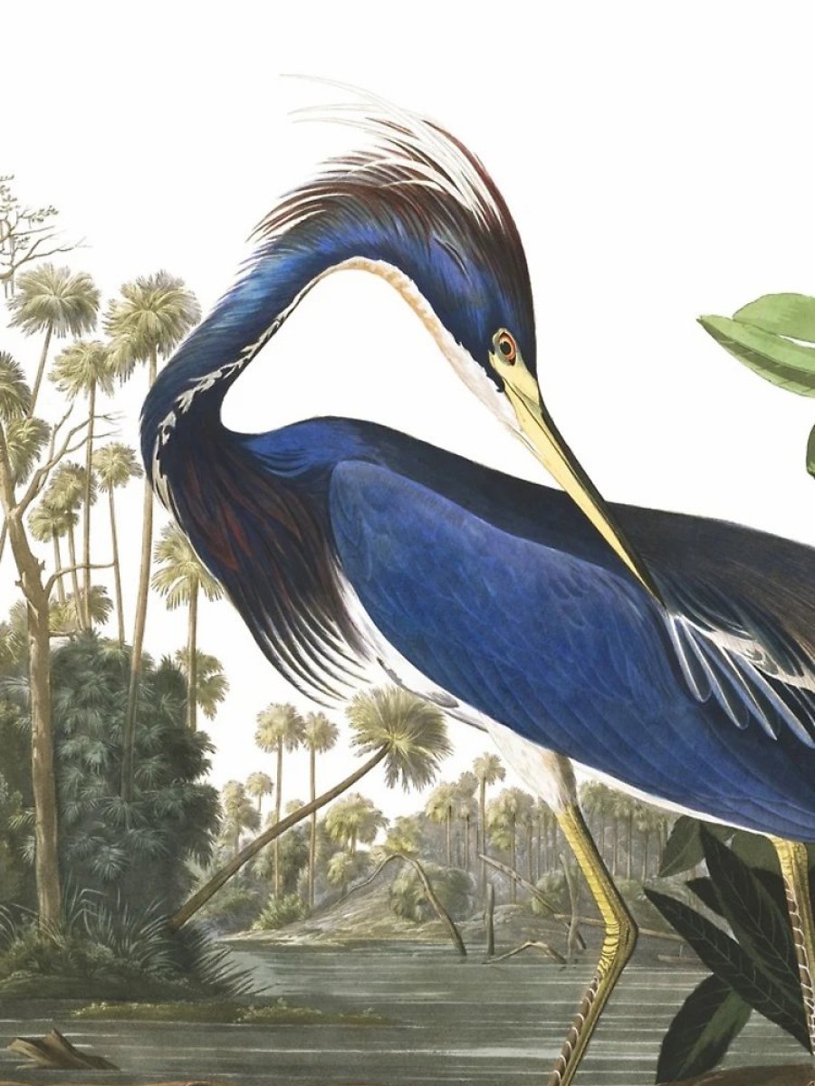 Redbubble Tricolored Heron - John James Audubon Iphone Case Best